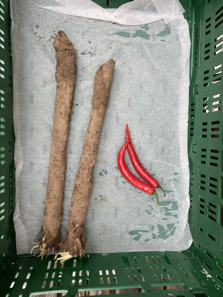 两个黑香肠和两个辣椒图片下载