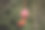 近距离的木制复活节彩蛋挂在鞋带上。复活节彩蛋红白相间。图片下载