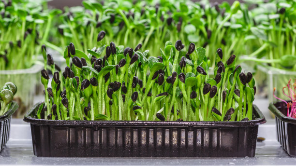 微型蔬菜苗 - 健康新鲜的食物。大麻生物可降解垫上的微型蔬菜发芽。家庭种子发芽。纯素和健康食品概念。图片下载