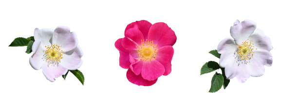 春季或夏季。玫瑰花孤立在白色背景上，自然光线。图片下载