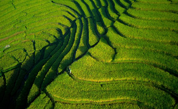 美丽的早晨，印度尼西亚全景水田景观图片下载
