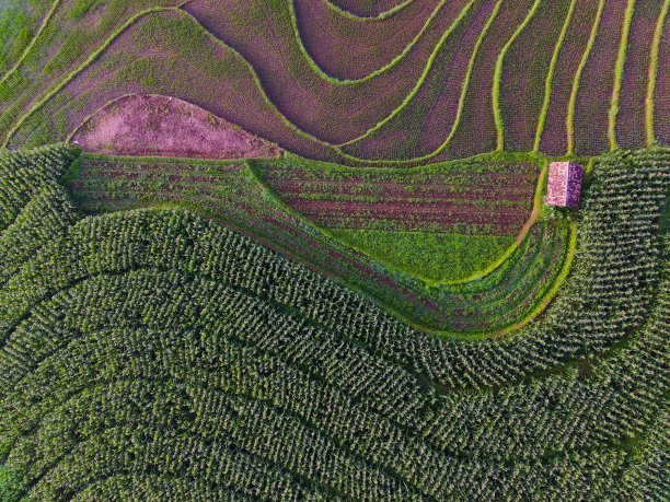 美丽的早晨，印度尼西亚全景水田景观图片下载