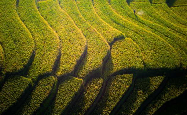 美丽的早晨，印度尼西亚全景水田景观图片下载