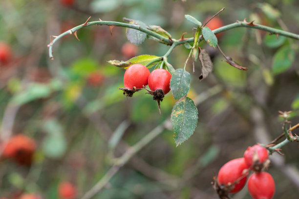 秋天自然背景与玫瑰果枝。成熟的玫瑰果挂在树枝上。图片下载