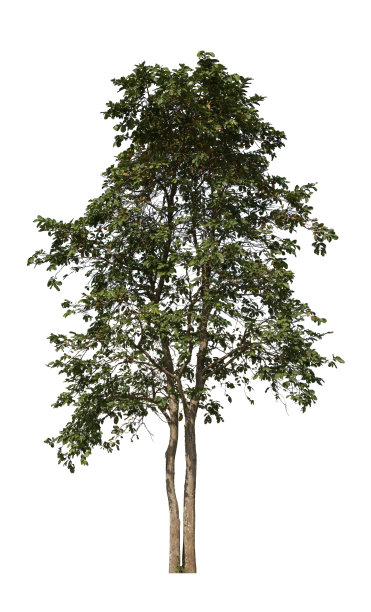 树上隔离的白色背景与修剪路径。图片下载