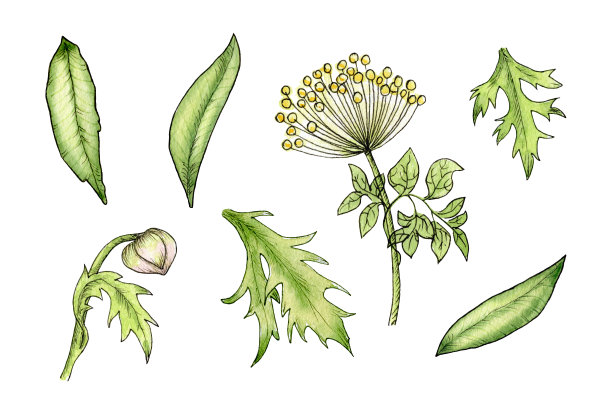 水彩套装与海葵花蕾，牡丹。插图与海葵叶手绘。孤立在白色背景上。图片下载