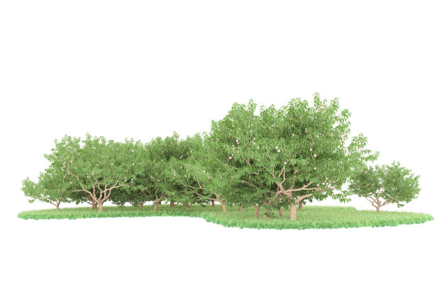 福雷斯特安排孤立的背景。三维渲染-插图描述图片下载