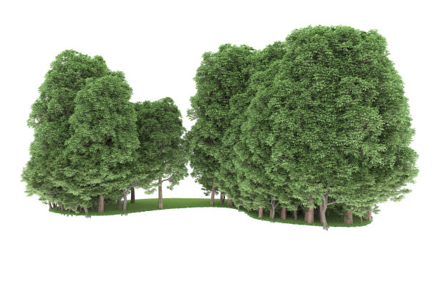 福雷斯特安排孤立的背景。三维渲染-插图描述图片下载