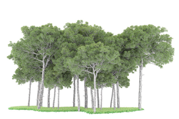 福雷斯特安排孤立的背景。三维渲染-插图描述图片下载