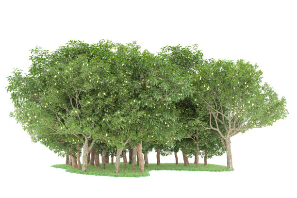 福雷斯特安排孤立的背景。三维渲染-插图描述图片下载