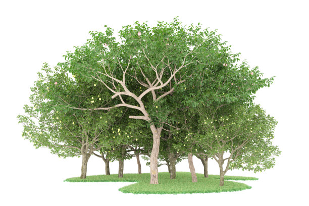 福雷斯特安排孤立的背景。三维渲染-插图描述图片下载