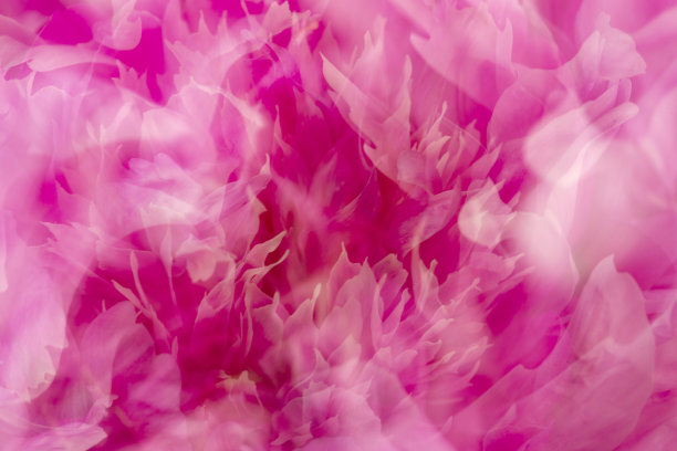 夏天牡丹花的梦幻的多重曝光抽象。图片下载