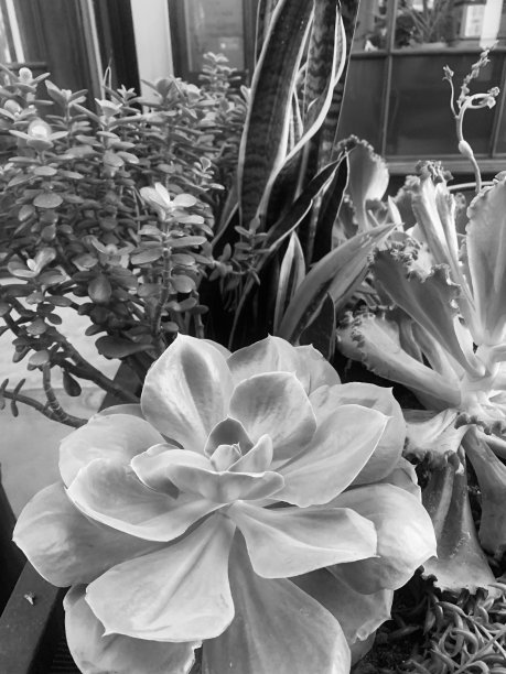 多汁的植物图片下载