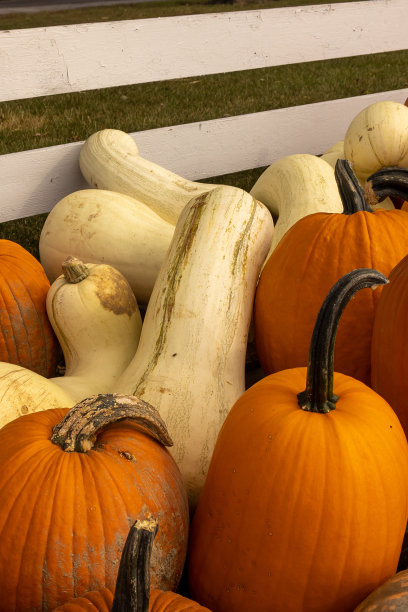 农场的万圣节南瓜图片下载