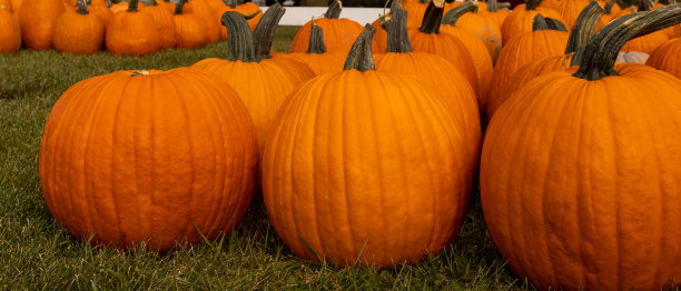 农场的万圣节南瓜图片下载