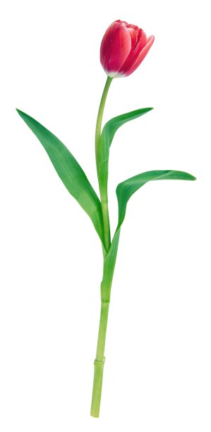 白色背景上孤立的郁金香。新鲜的红粉色郁金香，节日礼物。图片下载