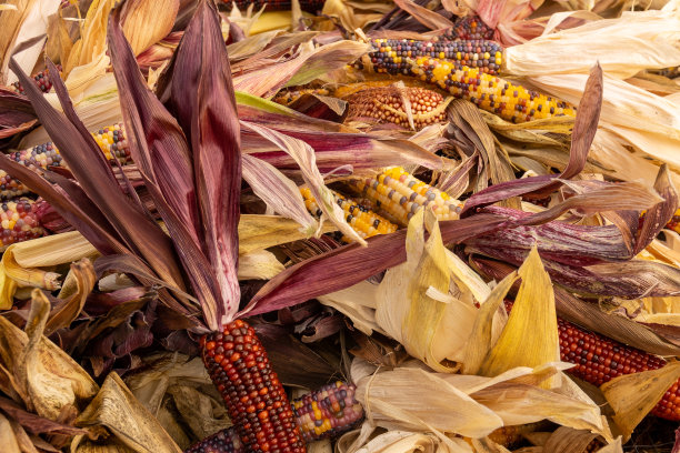 新鲜玉米收获背景图片下载