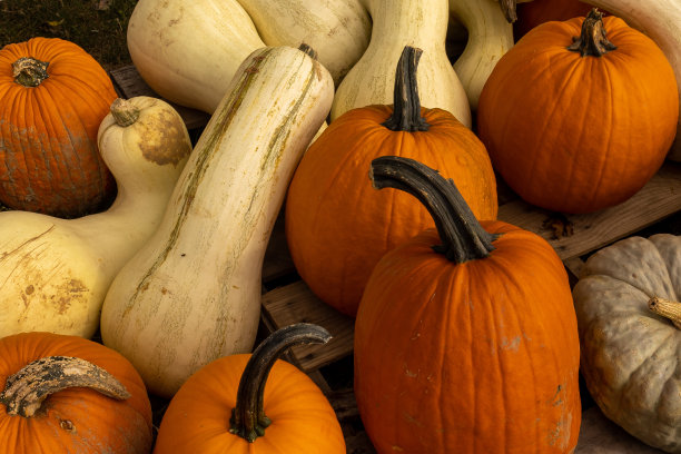 农场的万圣节南瓜图片下载
