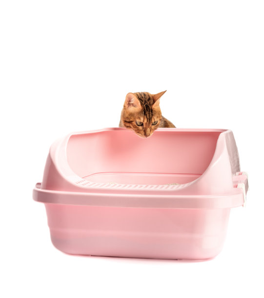 一只孟加拉猫坐在一个用膨润土填充物的塑料马桶旁。图片下载