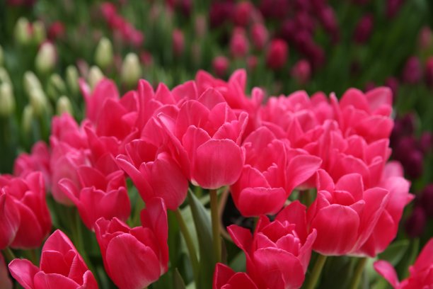 粉色郁金香花束：三八国际妇女节礼物，春季节日装饰图片下载