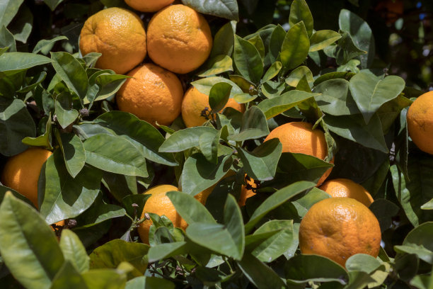 树枝上成熟的橙子，特写。夏天的背景。柠檬的花园。柑橘树。橙色的布什。图片下载