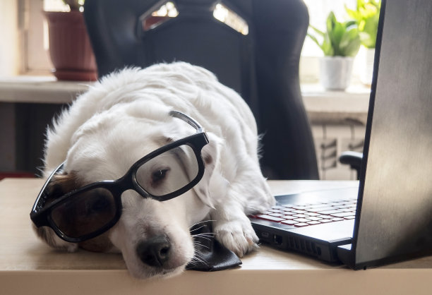 白色的狗睡在笔记本电脑前的桌子上。在家工作的概念，训练，一个疲惫的工人。图片下载