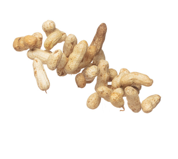 煮花生飞炸，煮花生倒倒。热带煮花生扔在空中。白色背景隔离高速快门，冻结动作图片下载