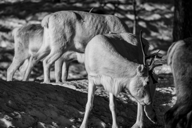 瑞典北部的雨鹿图片下载