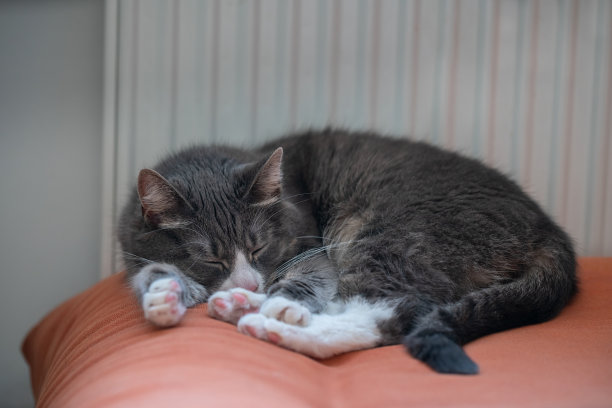 灰猫睡在暖气片旁的橙色沙发上。慵懒的家养宠物在寒冷的冬日里休息。图片下载