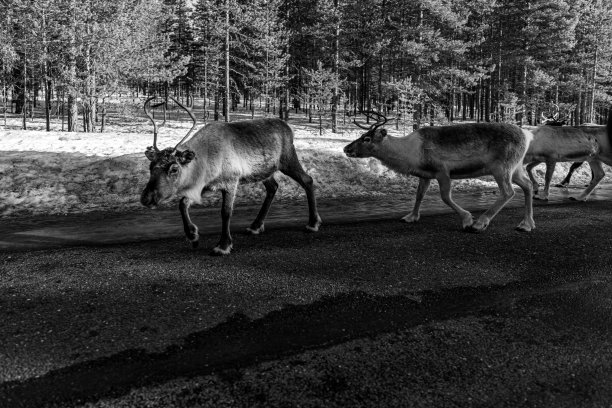 瑞典北部的雨鹿图片下载