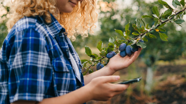 女农民有手机，在农场李子使用应用程序和互联网。在农业中使用现代技术的智能农业。图片下载