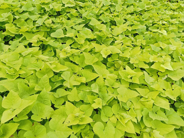 番薯种在花园里图片下载