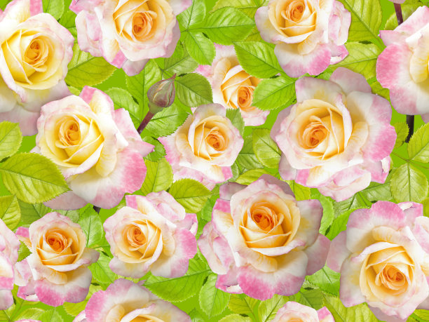 无缝模式与精致的粉红玫瑰图片下载