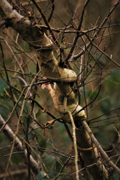 秋光中扭曲的树枝图片下载