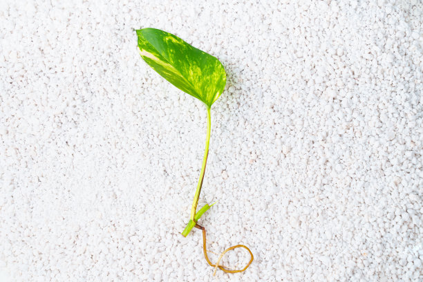 小型室内植物在珍珠岩上发芽。植物中性材料图片下载