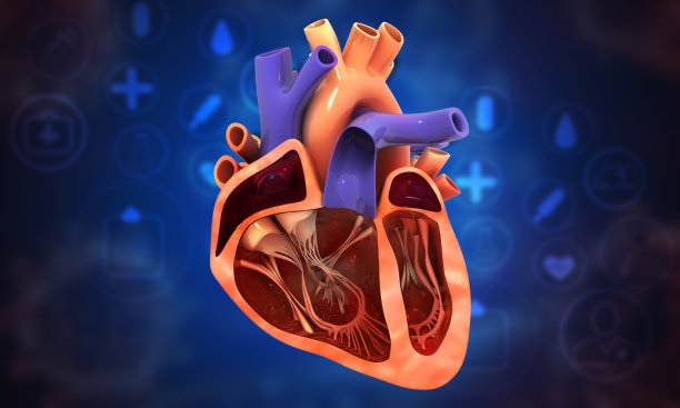 医学背景下的人体心脏横切面图片下载
