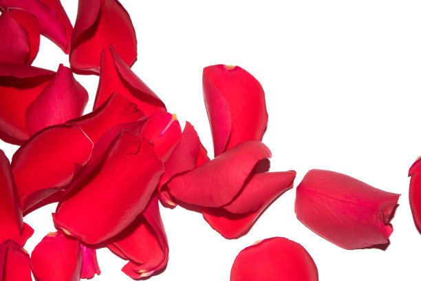 白色背景上美丽的红玫瑰花瓣图片下载