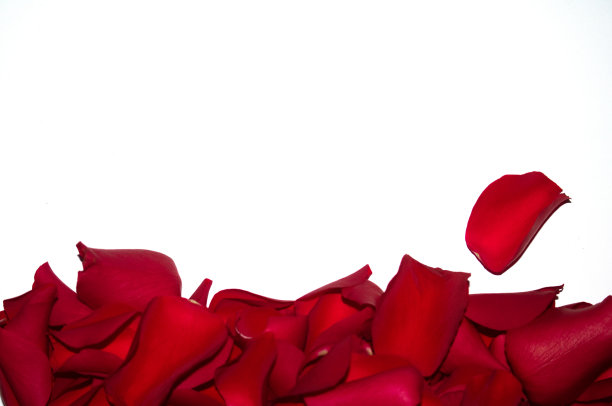 白色背景上美丽的红玫瑰花瓣图片下载