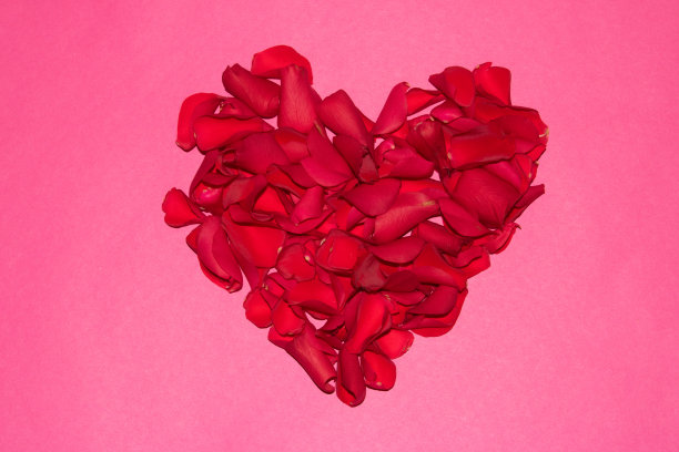 美丽的红玫瑰心形花瓣在粉红色的背景图片下载