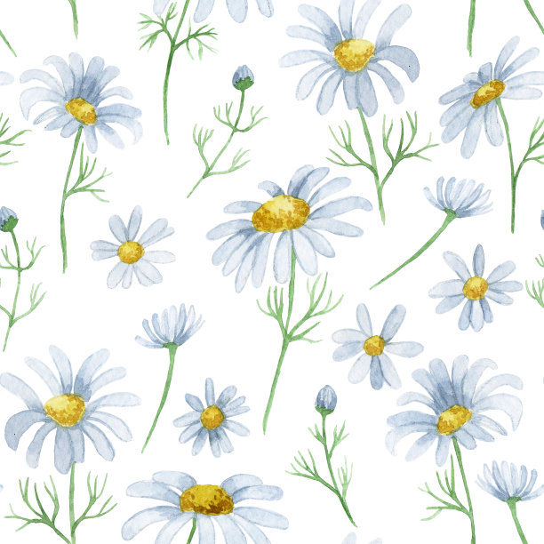 水彩无缝图案与雏菊。野花印花图片下载