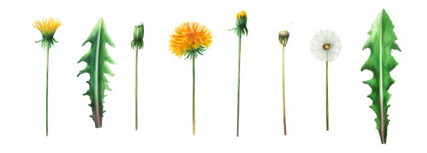 水彩画植物插图草甸黄色蒲公英花和绿叶。手绘剪纸在白色孤立的背景。为设计师，装饰，明信片，包装纸，剪贴簿，封面，请柬，婚礼设计，邮寄图片下载