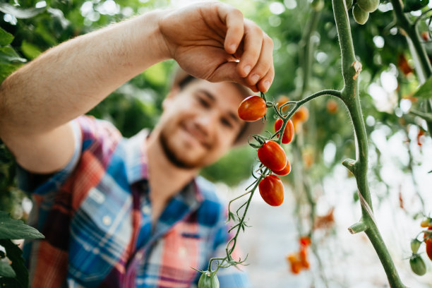 年轻的成年男子在温室工作图片下载