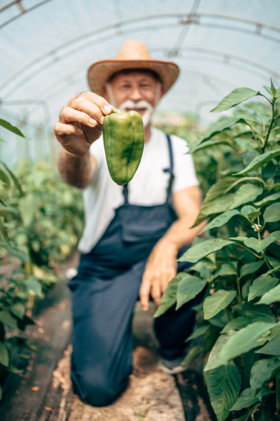 高级男子在温室工作图片下载
