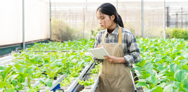 亚洲女农民在她的水培蔬菜园的形象图片下载
