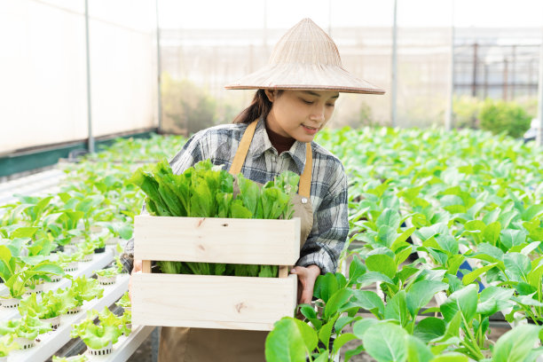 亚洲女农民在她的水培蔬菜园的形象图片下载
