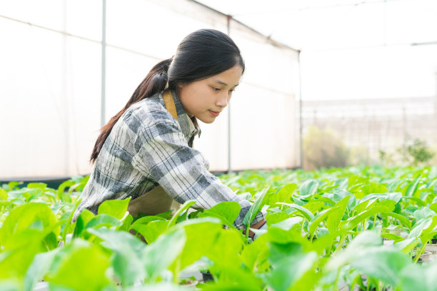 亚洲女农民在她的水培蔬菜园的形象图片下载