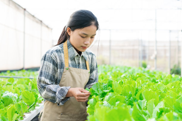 亚洲女农民在她的水培蔬菜园的形象图片下载