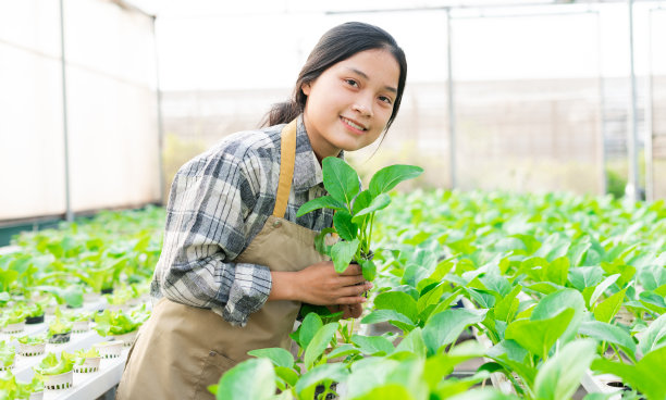 亚洲女农民在她的水培蔬菜园的形象图片下载