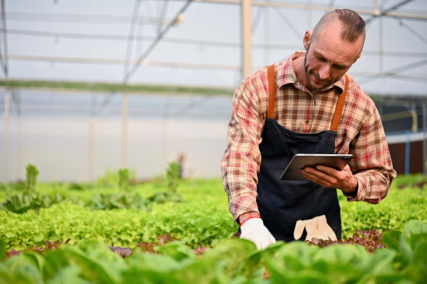 坚定的白人男性农民检查水培蔬菜的质量在种植园图片下载
