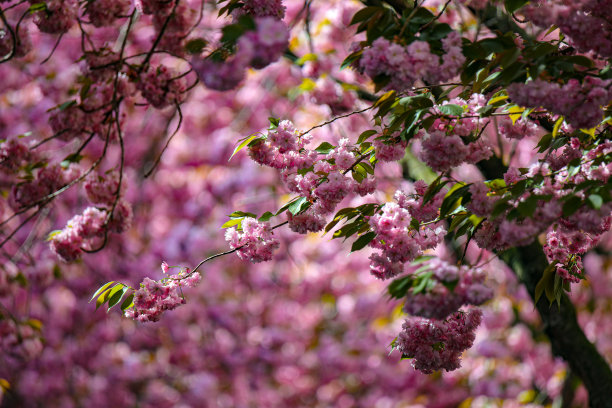 樱花-樱花-树冠图片下载